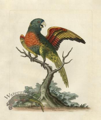 Edwards Parrot 38.jpg